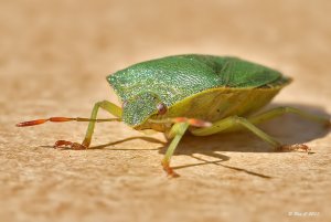 Green Shield Bug