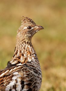 Ruffed Grouse