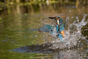 Kingfisher splashdown