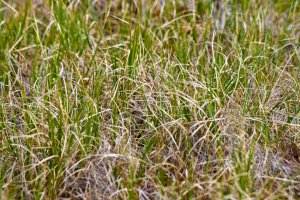 Juvenile Lapland Longspur in vegetation