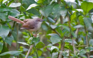 Tawny-flanked Prinia