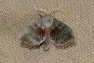 Poplar_Hawkmoth