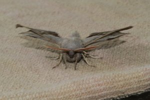 Poplar_Hawkmoth1