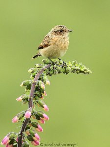 Whinchat