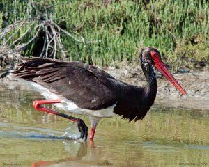 Black Stork