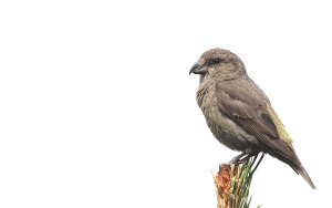 Female Common Crossbill