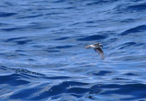 Fork-tailed Storm Petrel