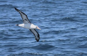 Laysan Albatross