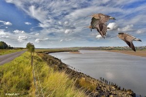 Curlews on the Taw