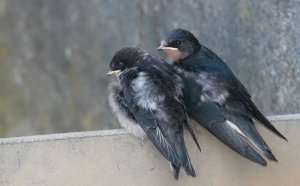 Swallow chicks-a different angle