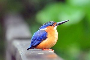 Madagascan Kingfisher