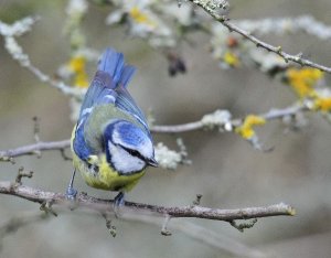 Blue Tit