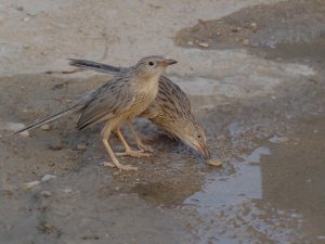 Common babblers are drinking water