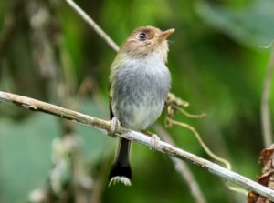 Fork-tailed Pygmy-Tyrant, Hemitriccus furcatus