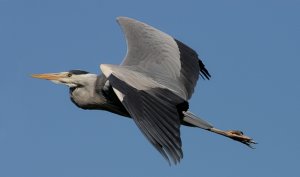 Heron flight shot.