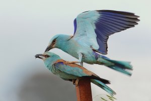 Mating rollers