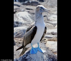 Blue-footed Booby GALAP SER