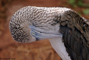 Blue-footed Booby Portrait GALAP SER