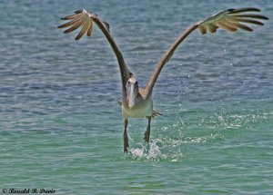 Brown Pelican Taking Off GALAP SER