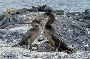 Flightless Cormorant Pair & Marine Iguanas GALAP SER