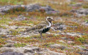 European Golden Plover