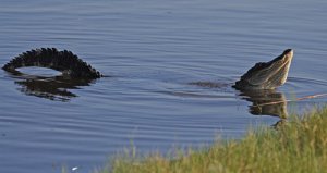 Bellowing Bull Gator!