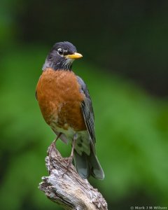 American Robin