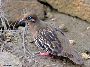 Galapagos Dove GALAP SER