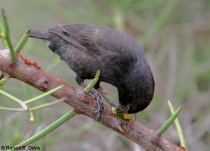 Galapagos Finch (cf. Medium Ground Finch) GALAP SER