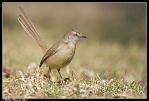 Black-chested Prinia (non breeding)