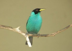 Green Honeycreeper