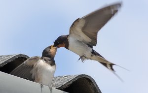 Fast food for a hungry little Swallow chick