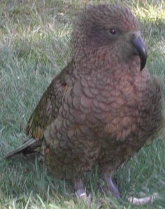 KEA