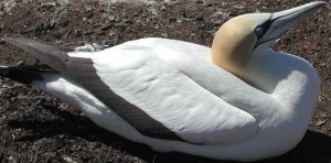 Gannet