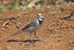 White wagtail