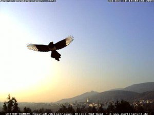 European magpie; pic by my weathercam
