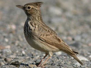 Crested Lark or Thekla Lark