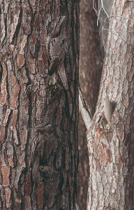 Tawny Frogmouth