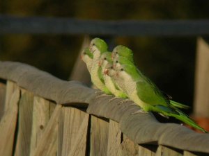 Monk Parakeet