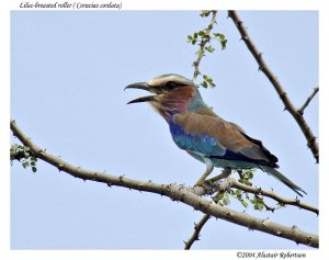 Liliac breasted roller