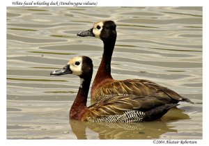 White-faced whistling duck