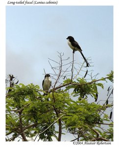 Long-tailed fiscal