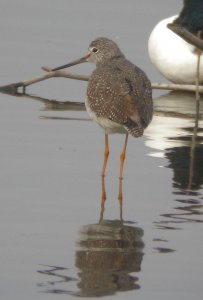 Greater Yellowlegs