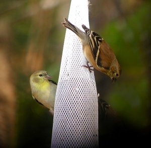 More Goldfinches