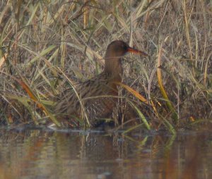 Clapper Rail