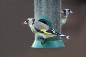 Goldfinch pair