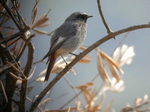 Black Redstart male