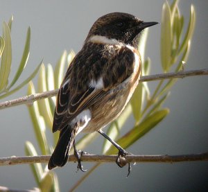 Stonechat