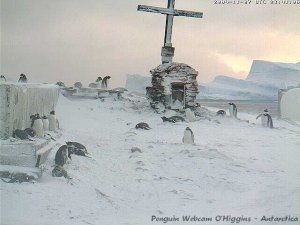 Gentoo penguin webcam in the Antarctic