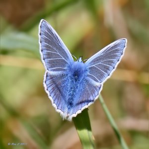 Common Blue